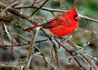 Cardinal--icytree--FIN  A cardinal waits out the ice while sitting in a tree in Spartanburg Sunday morning, 1-30-05.   (NOTE: Stand-alone WEATHER FEATURE)