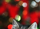 ChristmasKitten--FIN