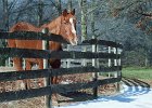 horse.jpg  Molly, Mack Hembree&#39;s 35-year-old horse, enjoys the sun as the ice melts at the Hembree farm in Pauline Monday morning.  STAND-ALONE FEATURE