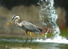birdfishing  A heron catches a fish at Milliken pond in Spartanburg Wednesday afternoon.