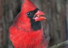cardinal2.jpg  A cardinal enjoys a seed during warmer temperatures Tuesday morning.