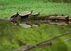Turtles rest  Turtles sun on a log at Duncan Park in Spartanburg Sunday afternoon.