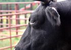 DROUGHT COWS  A bull drinks from a water tank at Charles Cooper&#39;s cattle farm in the Reidville Community Monday afternoon. A creek that used to water the cattle is dried up.