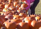 pumpkins unloading  Casey Hindman, 10, of Spartanburg, puts down a pumpkin in a pile as she and other volunteers unload over a thousand pumpkins from a tractor-trailer at United Methodist Church of the Covenant in Spartanburg Monday evening. Around 35 people helped unload the pumpkins, which will be sold through the month of October.