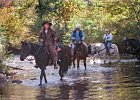 ranch6.jpg  Trinity Hountz, front, leads guests at Clear Creek Ranch for a morning ride through the creeks and wooded mountain trails at the Burnsville, NC ranch.