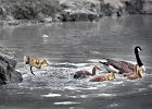 wait for me  A goose is followed by its young gooslings into a pond at Hollywild Animal Park in Inman, SC. (AP Photo/Spartanburg Herald-Journal/ Tim Kimzey).